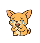 ちびチワワのドヤかわ日記@SFW（個別スタンプ：12）