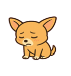 ちびチワワのドヤかわ日記@SFW（個別スタンプ：16）