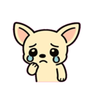 ぷるぷるチワワの感情劇場@SFW（個別スタンプ：6）