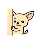 ぷるぷるチワワの感情劇場@SFW（個別スタンプ：16）