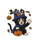 ハチワレ猫のハロウィンスタンプ（個別スタンプ：12）