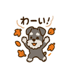 秋のミニチュアシュナウザー（個別スタンプ：1）