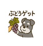 秋のミニチュアシュナウザー（個別スタンプ：2）