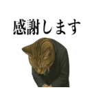 ビジネス猫の敬語スタンプ（個別スタンプ：6）