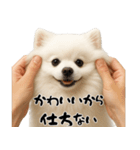 キュートアグレッション耐久ポメラニアン（個別スタンプ：2）