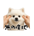キュートアグレッション耐久ポメラニアン（個別スタンプ：3）