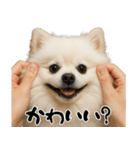 キュートアグレッション耐久ポメラニアン（個別スタンプ：4）