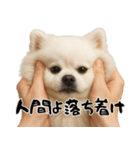 キュートアグレッション耐久ポメラニアン（個別スタンプ：6）