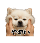 キュートアグレッション耐久ポメラニアン（個別スタンプ：7）
