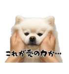 キュートアグレッション耐久ポメラニアン（個別スタンプ：8）