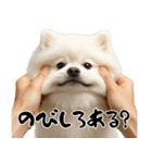 キュートアグレッション耐久ポメラニアン（個別スタンプ：10）
