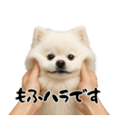 キュートアグレッション耐久ポメラニアン（個別スタンプ：11）