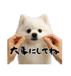 キュートアグレッション耐久ポメラニアン（個別スタンプ：15）