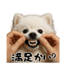 キュートアグレッション耐久ポメラニアン（個別スタンプ：16）
