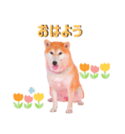 どらやきちゃんの可愛いスタンプです！（個別スタンプ：2）