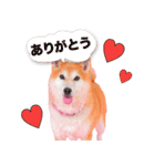どらやきちゃんの可愛いスタンプです！（個別スタンプ：4）