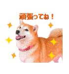 どらやきちゃんの可愛いスタンプです！（個別スタンプ：10）