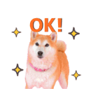 どらやきちゃんの可愛いスタンプです！（個別スタンプ：16）