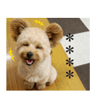 くまプーの茶々3（個別スタンプ：1）