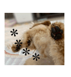 くまプーの茶々3（個別スタンプ：2）