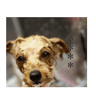 くまプーの茶々3（個別スタンプ：3）