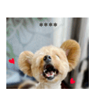 くまプーの茶々3（個別スタンプ：4）