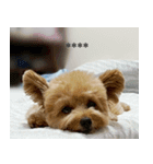 くまプーの茶々3（個別スタンプ：6）