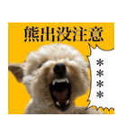 くまプーの茶々3（個別スタンプ：7）