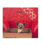 くまプーの茶々3（個別スタンプ：8）