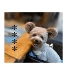 くまプーの茶々3（個別スタンプ：10）