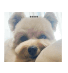 くまプーの茶々3（個別スタンプ：11）