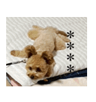 くまプーの茶々3（個別スタンプ：12）