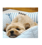 くまプーの茶々3（個別スタンプ：13）