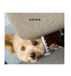 くまプーの茶々3（個別スタンプ：15）