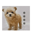 くまプーの茶々3（個別スタンプ：16）