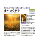 ⚫架空のキノコ図鑑で日常会話 シュール下品（個別スタンプ：2）