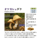 ⚫架空のキノコ図鑑で日常会話 シュール下品（個別スタンプ：3）