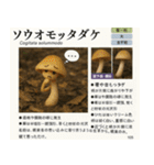 ⚫架空のキノコ図鑑で日常会話 シュール下品（個別スタンプ：5）