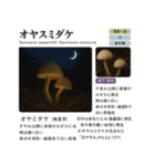 ⚫架空のキノコ図鑑で日常会話 シュール下品（個別スタンプ：6）