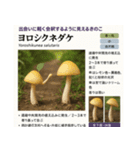⚫架空のキノコ図鑑で日常会話 シュール下品（個別スタンプ：7）