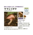 ⚫架空のキノコ図鑑で日常会話 シュール下品（個別スタンプ：8）
