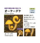 ⚫架空のキノコ図鑑で日常会話 シュール下品（個別スタンプ：9）
