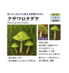 ⚫架空のキノコ図鑑で日常会話 シュール下品（個別スタンプ：10）