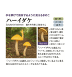 ⚫架空のキノコ図鑑で日常会話 シュール下品（個別スタンプ：11）