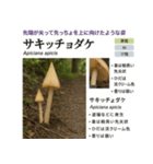 ⚫架空のキノコ図鑑で日常会話 シュール下品（個別スタンプ：12）