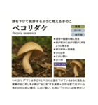 ⚫架空のキノコ図鑑で日常会話 シュール下品（個別スタンプ：13）