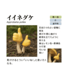 ⚫架空のキノコ図鑑で日常会話 シュール下品（個別スタンプ：14）