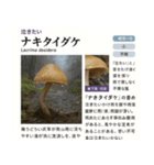 ⚫架空のキノコ図鑑で日常会話 シュール下品（個別スタンプ：17）