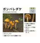 ⚫架空のキノコ図鑑で日常会話 シュール下品（個別スタンプ：20）