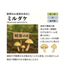 ⚫架空のキノコ図鑑で日常会話 シュール下品（個別スタンプ：21）